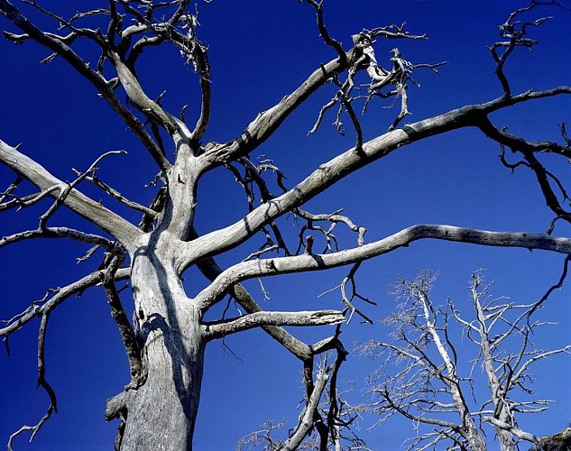 Arbres morts à la Colmiane, en été sur fond de ciel bleu