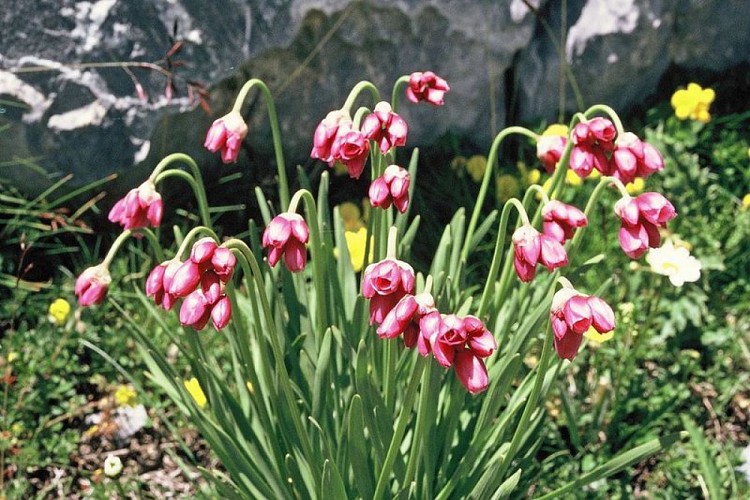 Randonnée Marguareis. Ail à fleurs de narcisse, (Allium narcissiflorum), dans le Marguareis.