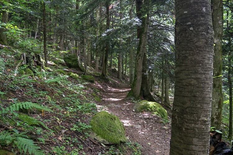 Un tratto del sentiero naturalistico nell'abetina