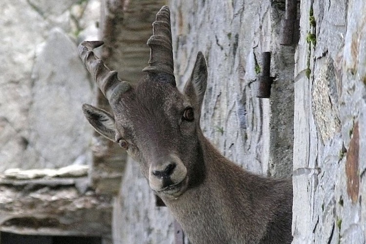 Stambecco affacciato alla finestra della casermetta del Colle di Finestra