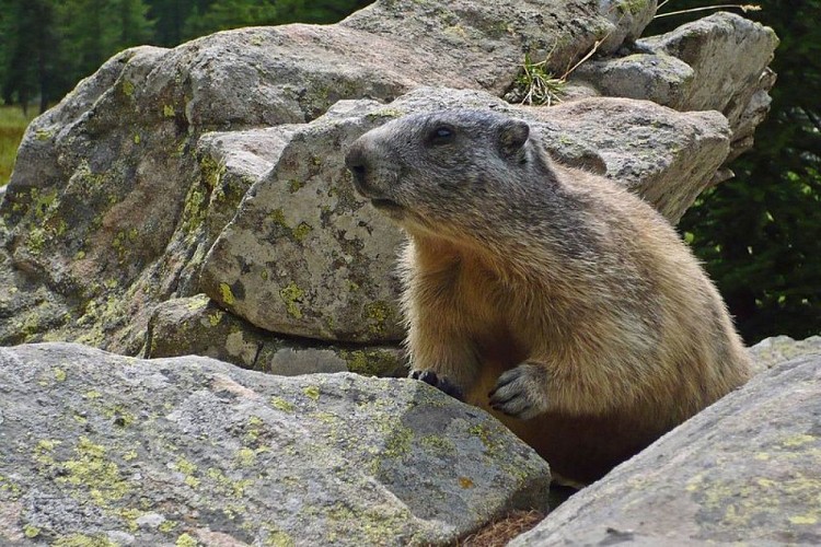Randonnée Verdon. Une marmotte, (Marmota marmota), en gros plan, dans les rochers à Sanguinière, au mois d'août.
