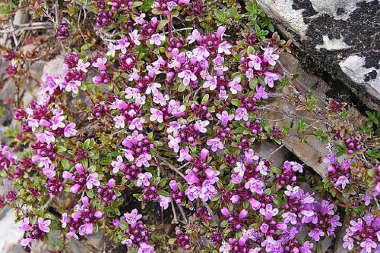 Serpolet ou thym serpolet, (Thymus serpyllum).