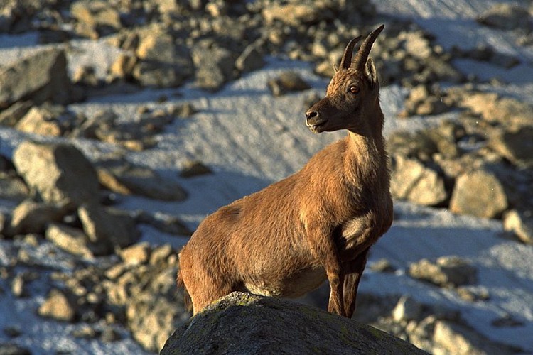 Femmina di stambecco nei pressi del Rifugio Federici Marchesini