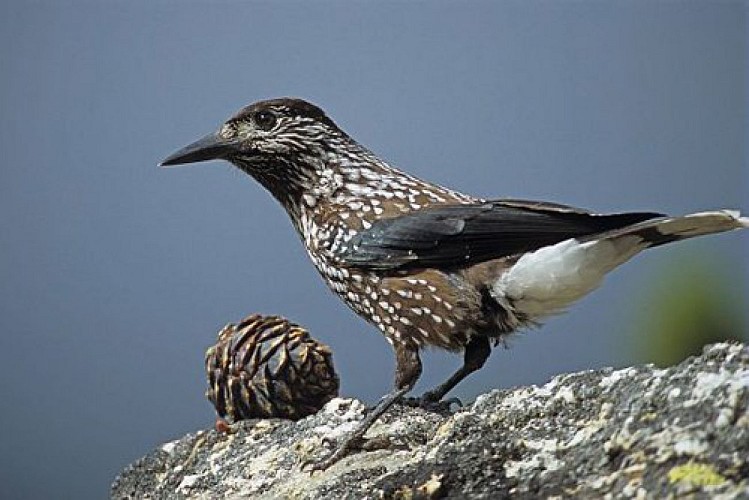 Casse-noix moucheté posé sur un rocher avec une pomme de pin, (Nucifraga caryocatactes).