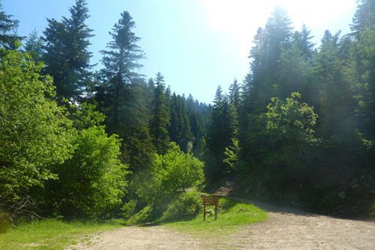  La Fracha, forêt essentiellement constituée de sapins et de quelques feuillus de taille plus modeste.