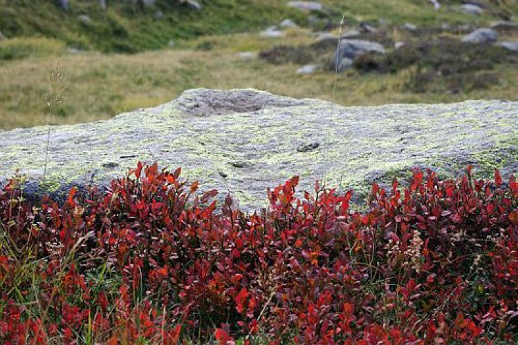 Buissons de myrtilles communes (Vaccinium myrtillus), rougies en tout début d'automne devant un bloc de rocher.