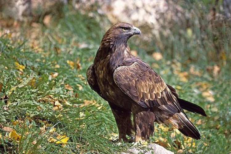 Aigle royal, (Aquila Chrysaetos), posé dans une prairie.