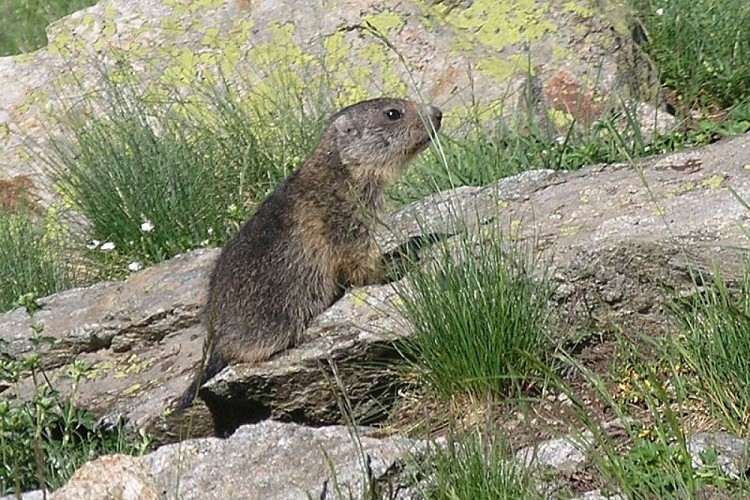 Piccolo di marmotta