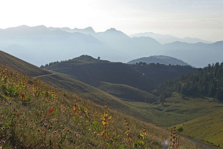 Contre-jour estival sur les pentes herbeuses de l'Authion.