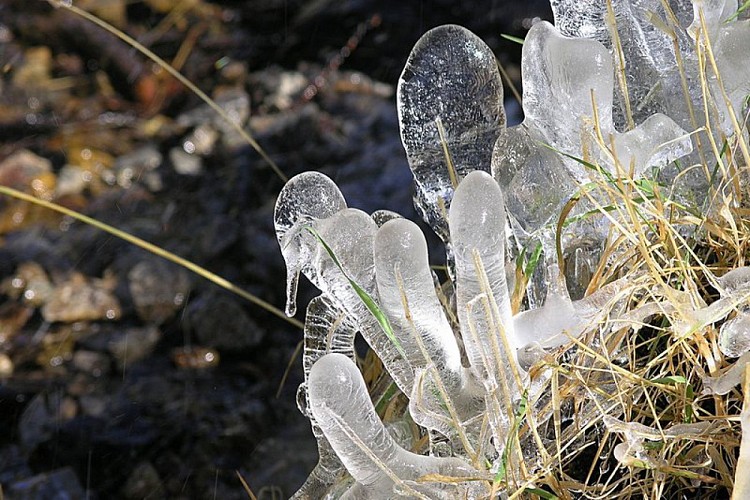 Fili d'erba ghiacciati nei pressi del Rifugio Regina Elena