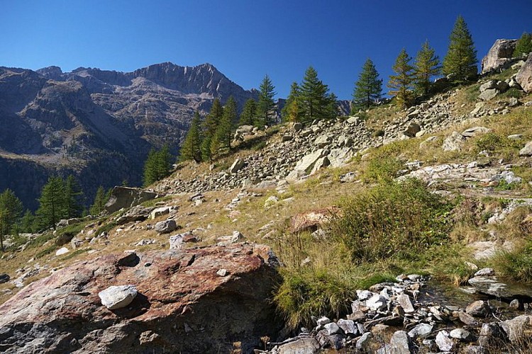 Larici nel Vallone dell'Assedras
