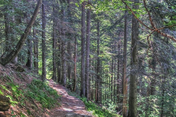 Il bosco di abete bianco che si attraversa scendendo nel Vallone di Sestrera