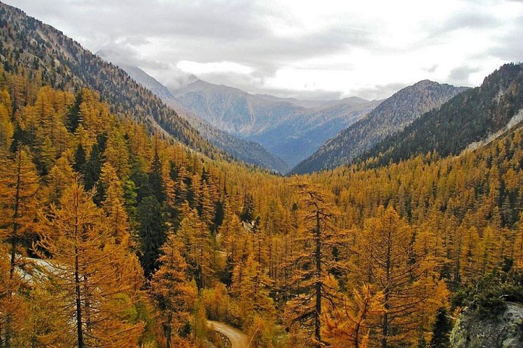 Randonnée Vésubie. Le vallon de Salèse à l'automne, son mélézin bien coloré.