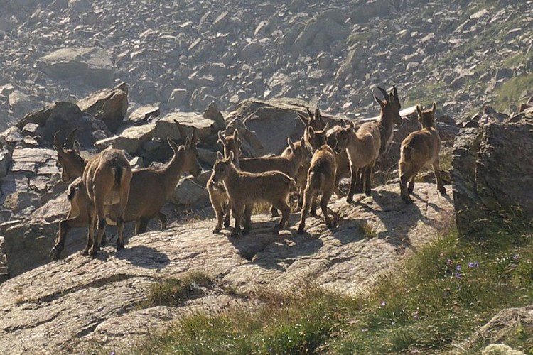 Femmine di stambecco con i piccoli nei pressi del Rifugio Morelli Buzzi