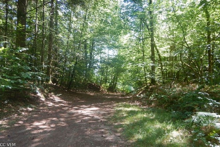Sentier en sous-bois