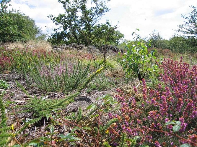 GRP® Monts de Blond étape 1 : Cieux - Mortemart_6