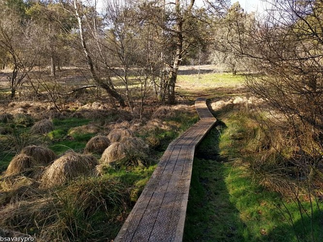 Landes et tourbières de la Mazure