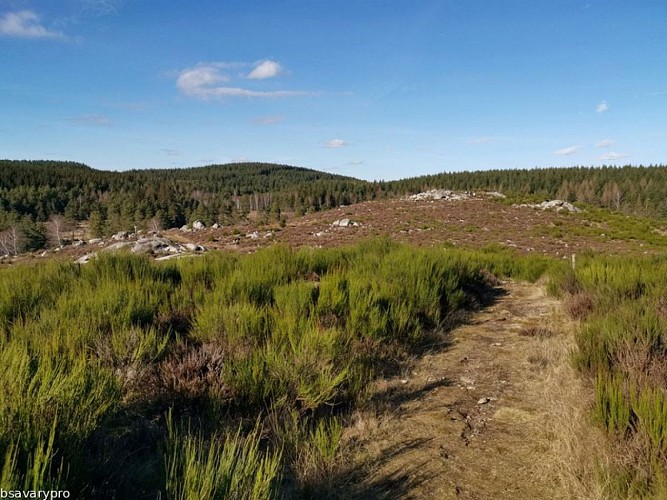 Landes et tourbières de la Mazure