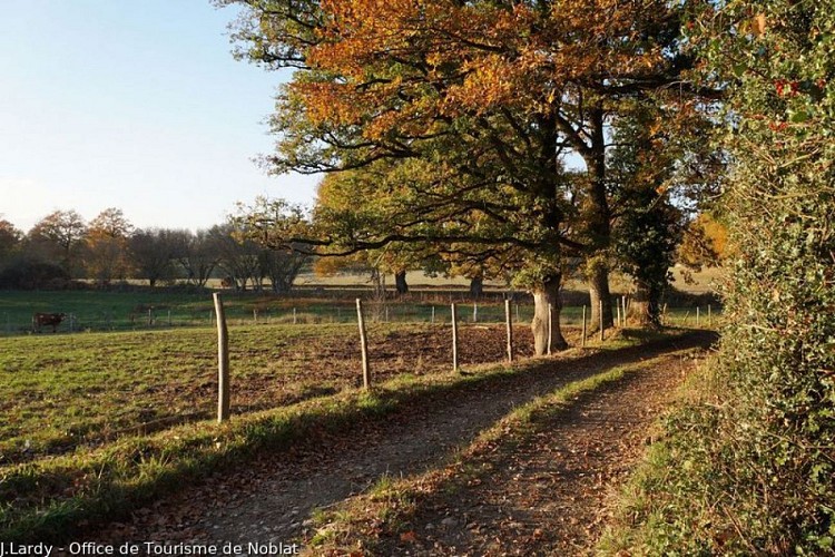 Sentier à l'automne