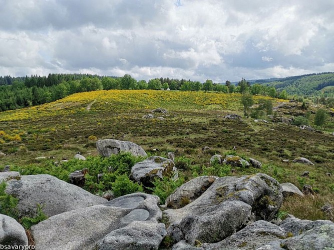 Landes et tourbières de la Mazure