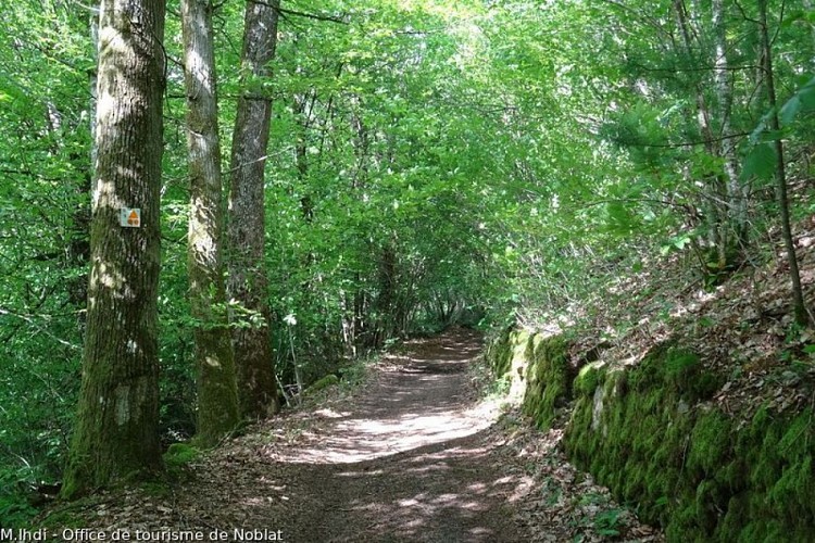 Sentier dans les bois et murets en pierre