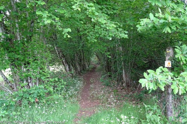 Chemins ombragés en sous-bois