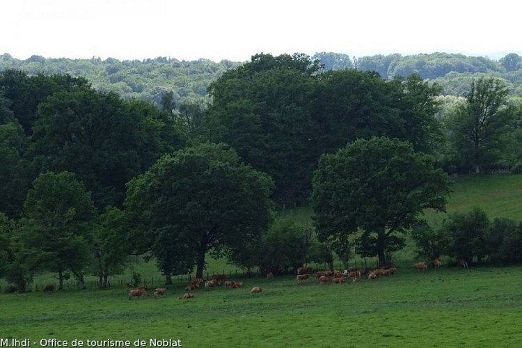 Vaches limousines paissant dans la prairie
