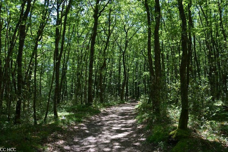 Forêt de Mirambel