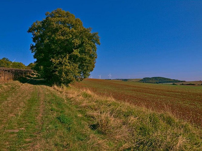 Chemin de la Reine