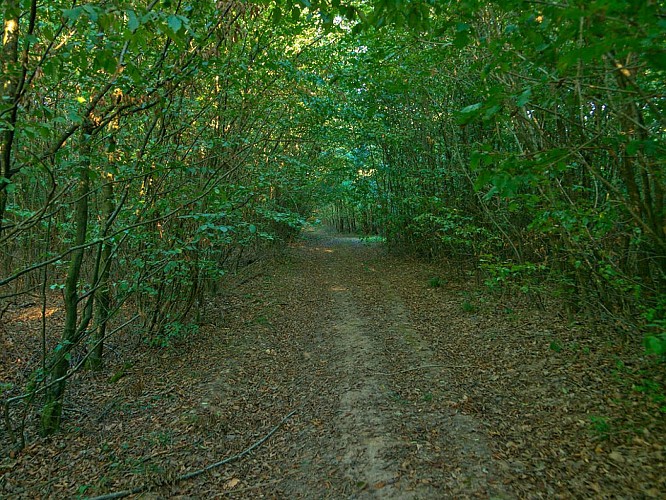 Clair bois, à l'ouest d'Albestroff
