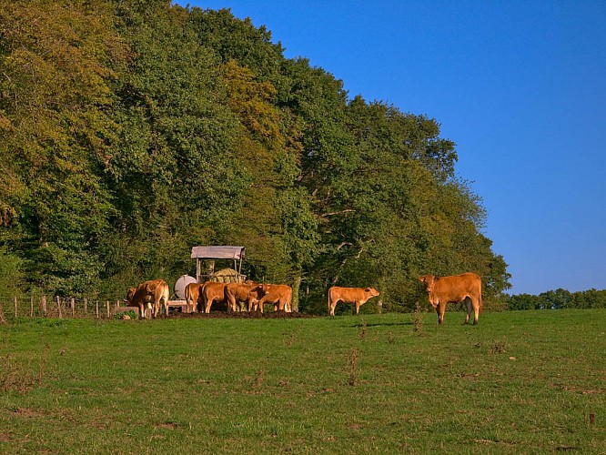 The Albestroff hillsides