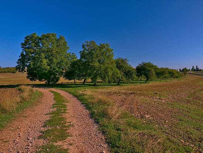 The Albestroff hillsides