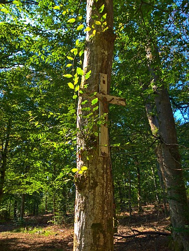 Croix, forêt domaniale d'Albestroff