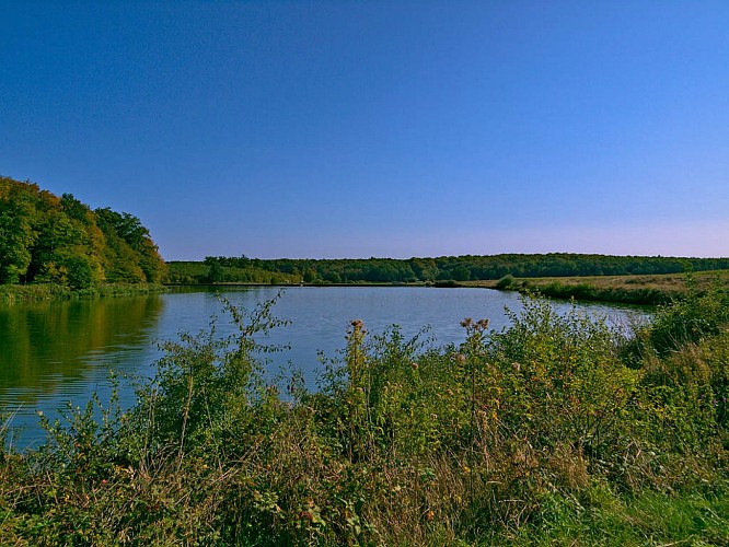 Étang, forêt domaniale d'Albestroff