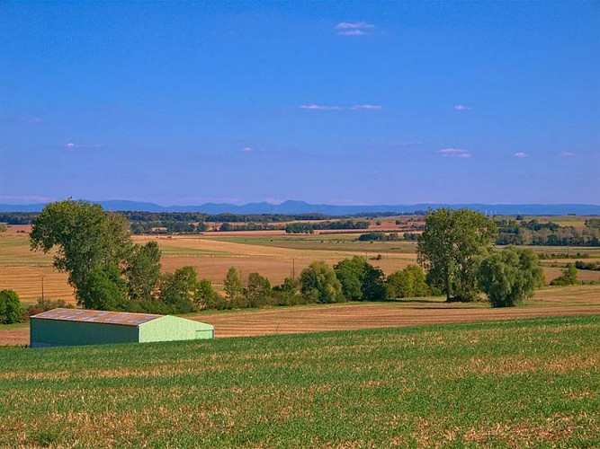 Paysage champêtre