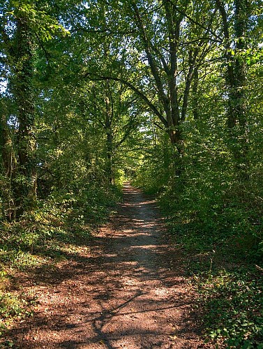 Chemin entre Lindre-Basse et Tarquimpol