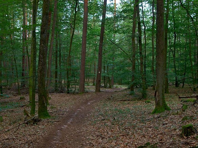 Le sentier vers le Grand Arnsbourg