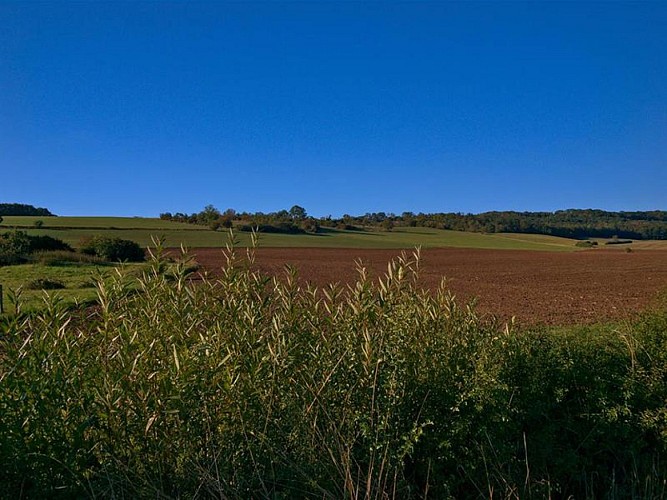 BETWEEN ORCHARDS AND FORESTS