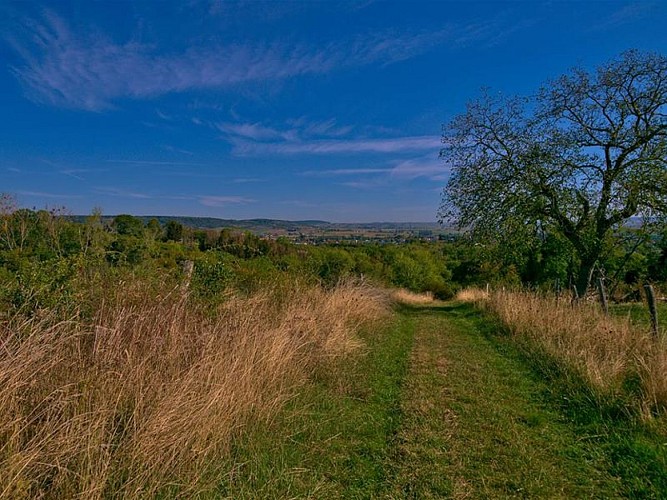 BETWEEN ORCHARDS AND FORESTS