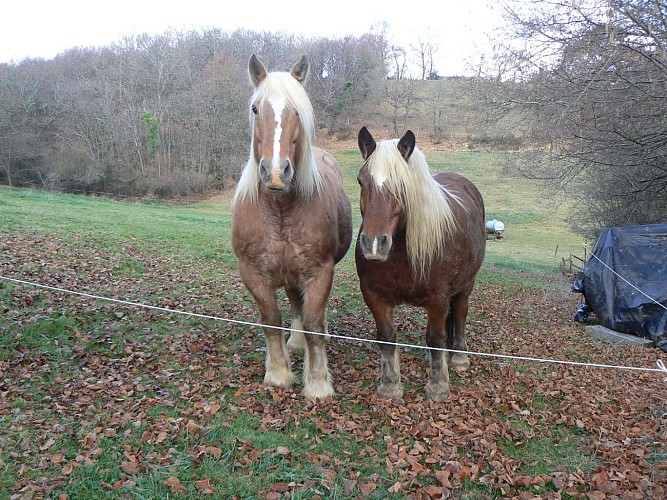 Baleix randonnée pédestre chemin de st martin dec 15 crédit tourisme nord bearn madiran 1) (39)