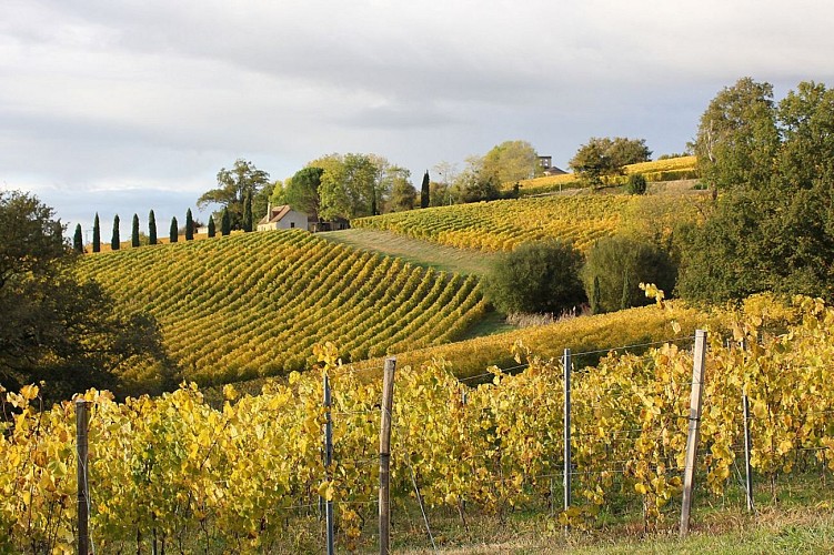 Cabidos paysage vignes