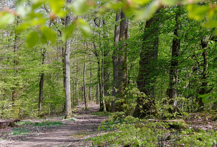 Entre château, village et forêt à Rémelfing
