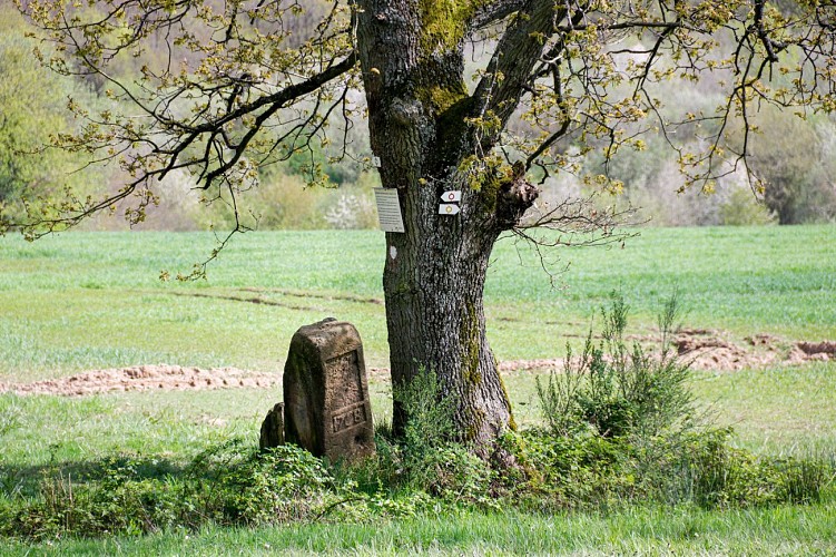 Entre château, village et forêt à Rémelfing