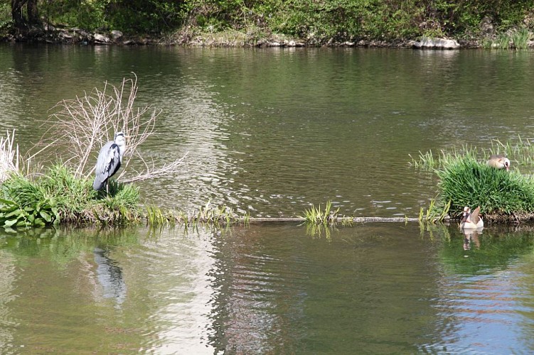 Heron sur les bords de Sarre