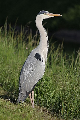 Heron sur les bords de Sarre