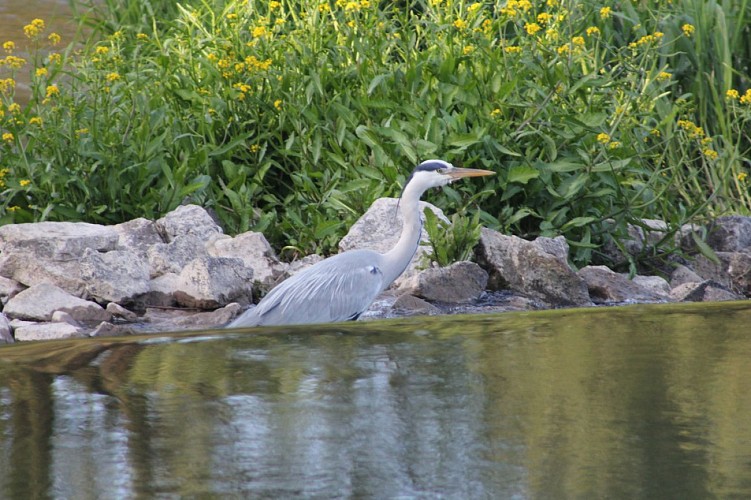 Heron sur les bords de Sarre