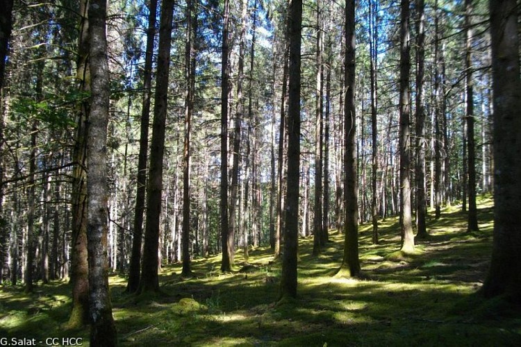 Au cœur de la forêt corrézienne