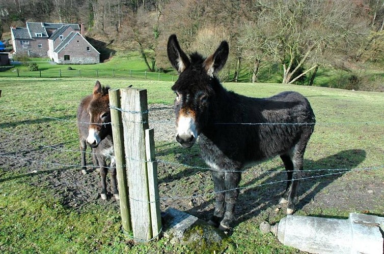 Promenade 2 fontaines -moulin-ânes Soumagne