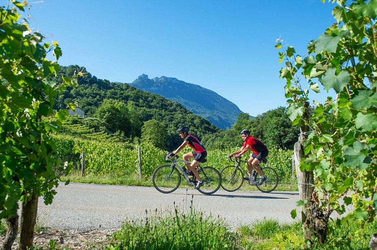 Circuit du vignoble