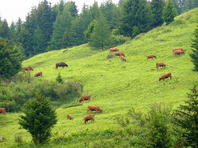 Nancroix - le Thovex – Grandbois